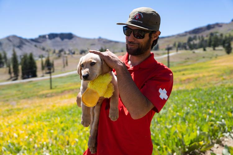 Palisades Tahoe New Avalanche Rescue Dog - Meet Binny