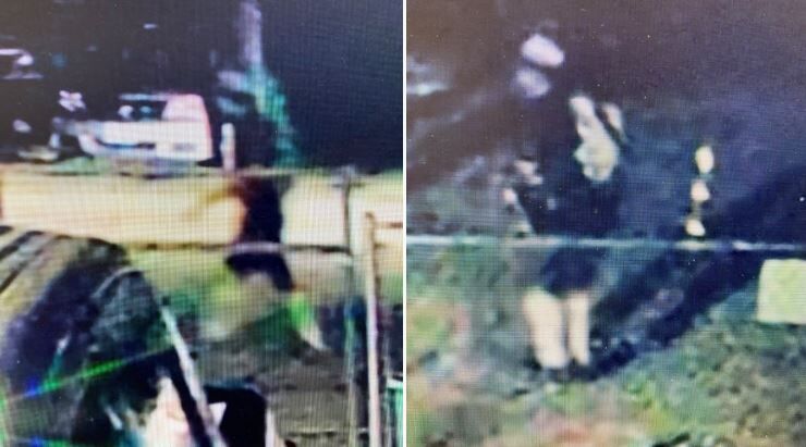 Person of interest in dog case