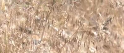 The Dangers of Cheatgrass
