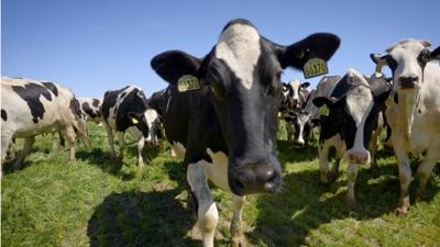Nevada Dairy Farmers