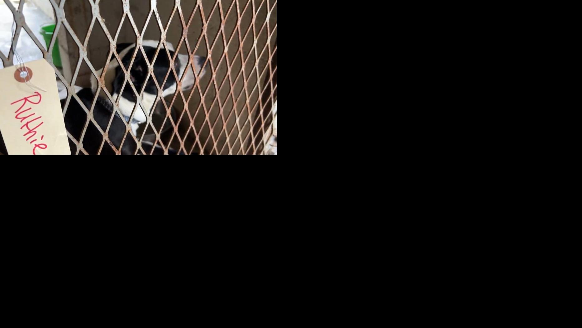 Yerington Animal Shelter