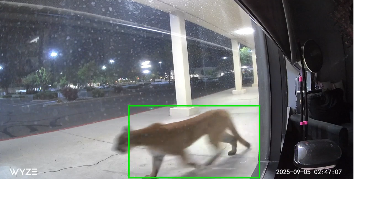 Security camera catches what appears to be mountain lion outside south ...