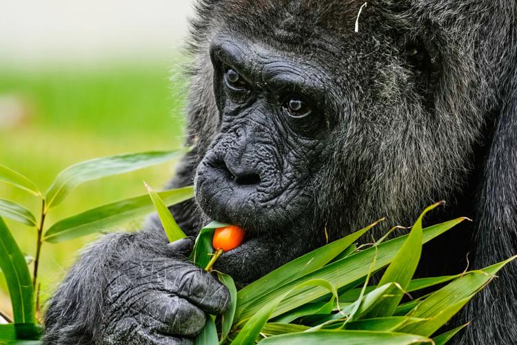 Germany Oldest Gorilla