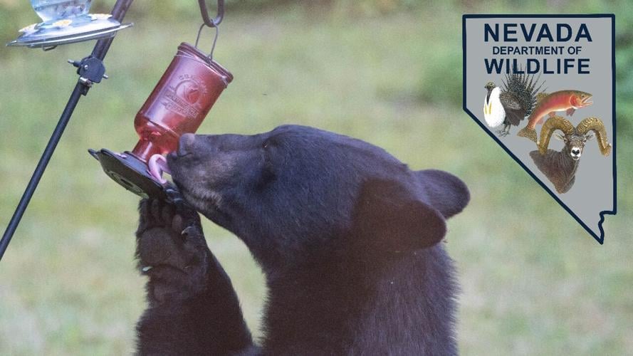 Black bears and bird feeders .jpg