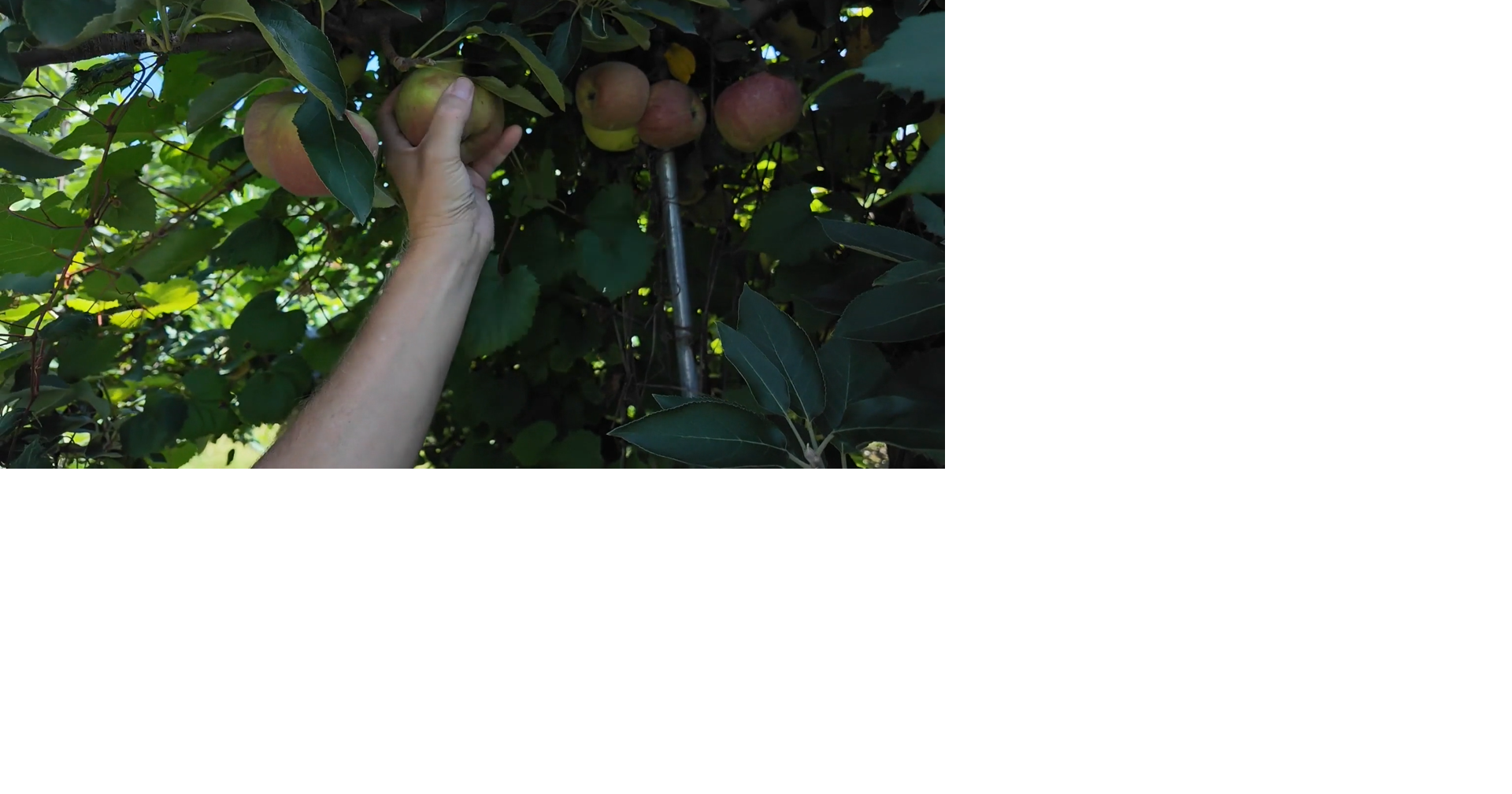Farmers deal with crop losses amid apple-picking season