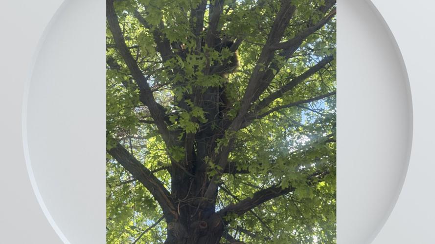bear in a tree