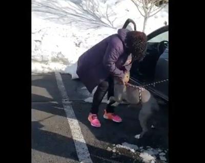 Microchip Makes Reunion Between Missing Dog And Owner Paw-sible