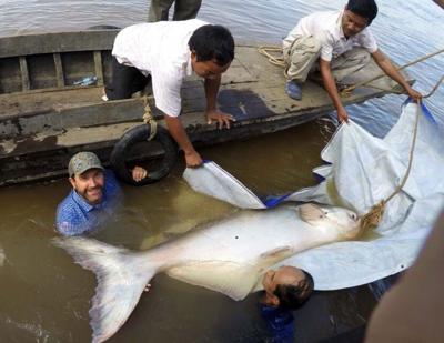 University of Nevada Says Rare, Freshwater Monster Fish Caught in Cambodia