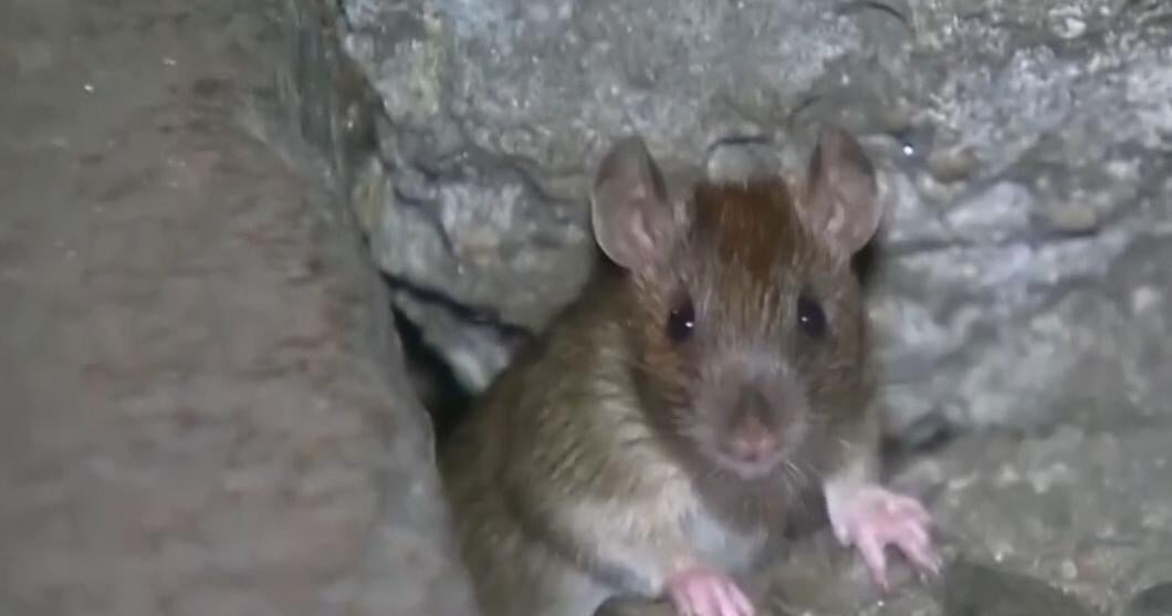 Pest control companies warn Reno residents of increased rat population ...