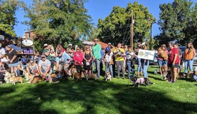 Biggest Little Corgi Crawl Brings Out Fluffy Friends