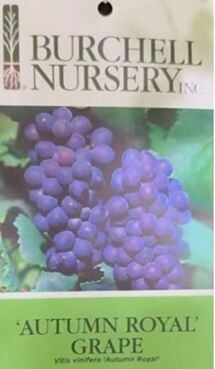 Grapes purchased at Costco in Northern California