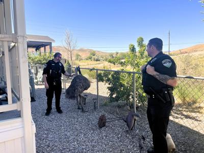 stray emu.jpg