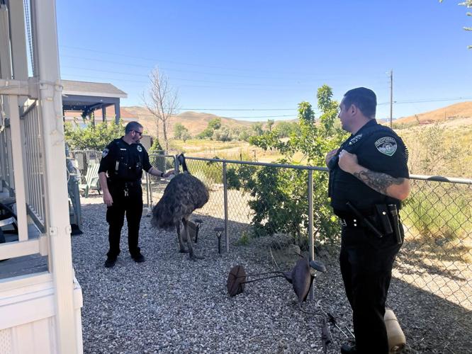 stray emu.jpg