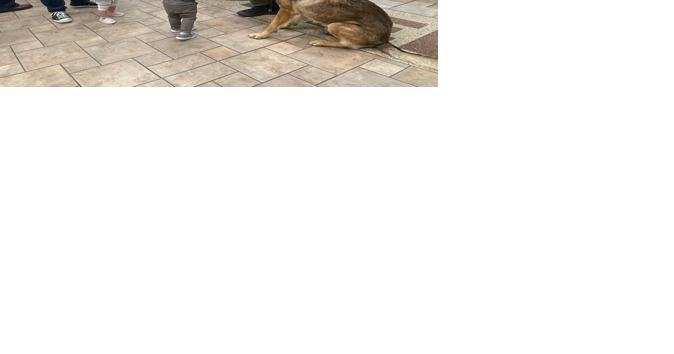Scheels hosts meet and greet with Washoe County K9 partners - Vimarsana News