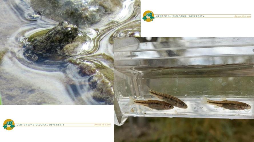 Center for Biological Diversity filed suit to protect toad and species of fis.jpg