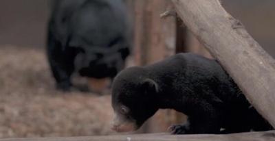 First Sun Bear Born in UK Makes Debut