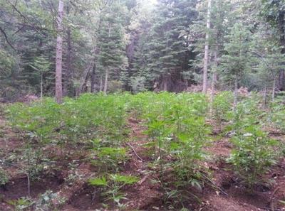 Sheriff: About 11,800 Marijuana Plants Found in Plumas County