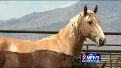 BLM Temporarily Suspends Humboldt Wild Horse Water Bait Trap Gather