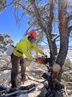 BLM tree-thinning treatments improve land health and reduce catastrophic fire risk