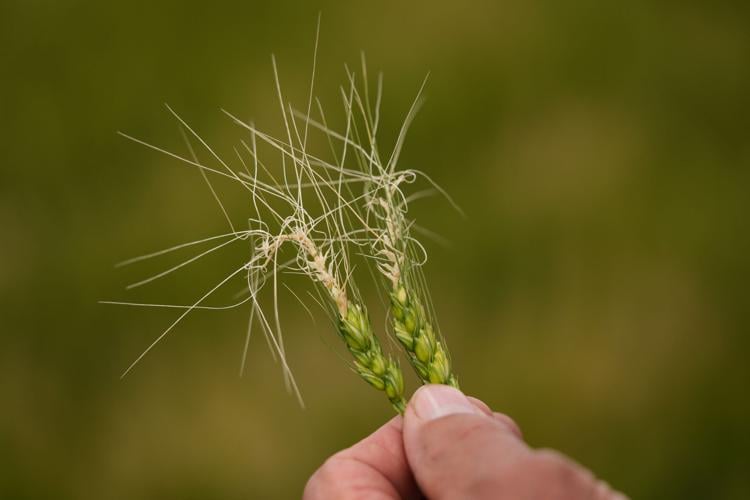 Climate Drought Wheat Farmers