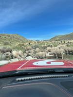 Annual Carson City Fuel Reduction Project uses sheep to reduce fuels