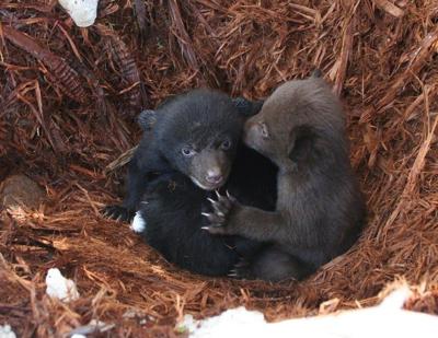Study Finds Black Bears Recolonizing in Parts of Eastern Nevada