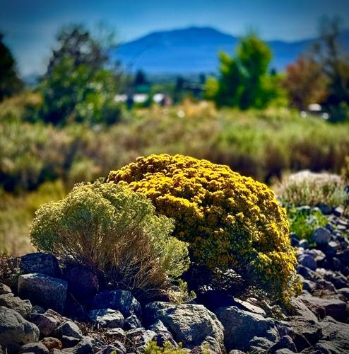 Nevada State Flower captured in its beauty in South Reno