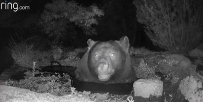 Bear caught on Ring camera