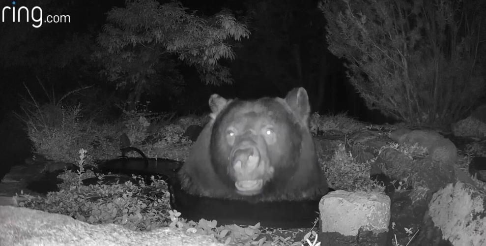 Bear caught on Ring camera