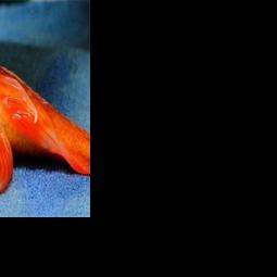 Pet Goldfish Undergoes Lifesaving Surgery to Remove Tumor | | 2news.com