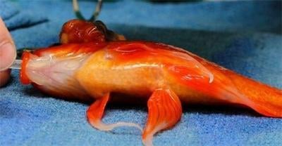 Pet Goldfish Undergoes Lifesaving Surgery to Remove Tumor