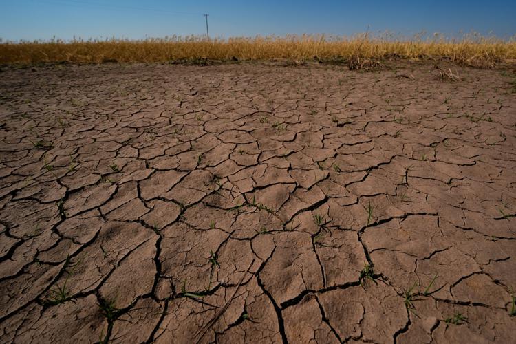 Climate Drought Wheat Farmers