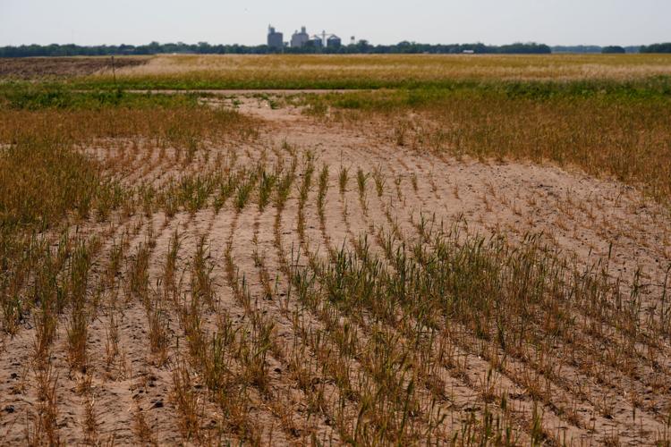 Climate Drought Wheat Farmers