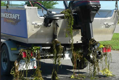 Eurasian watermilfoil.png