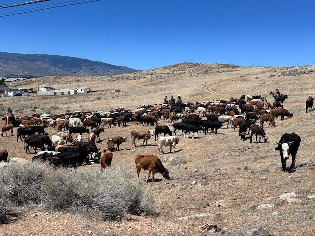 Reno Rodeo 2025 Cattle Drive - final trek to rodeo grounds 27