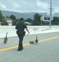 Multi-Agency Effort In Wild Goose Chase On Wednesday