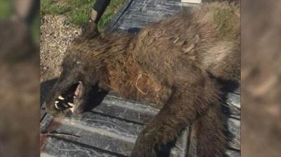 Tests Confirm Mystery Animal Shot in Montana Was a Wolf