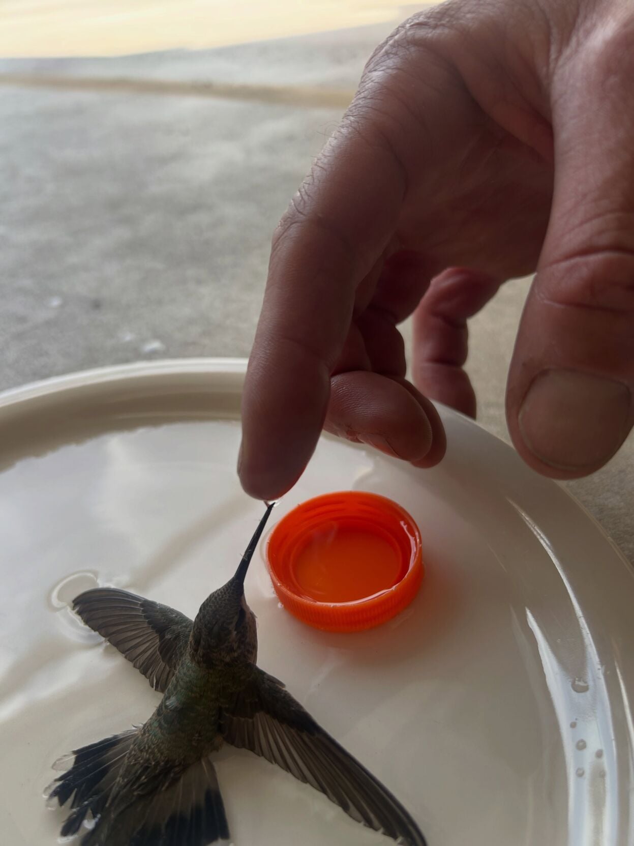Hummingbird gets rescued 2