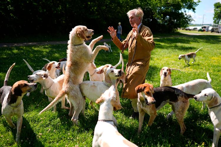 Iroquois Steeplechase Foxhounds