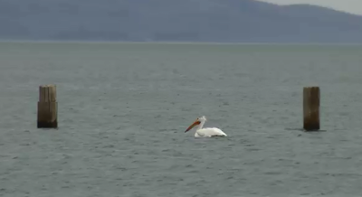 Water Level at Pyramid Lake