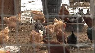 Non-Profit Organization to Certify Organic Nevada Foods