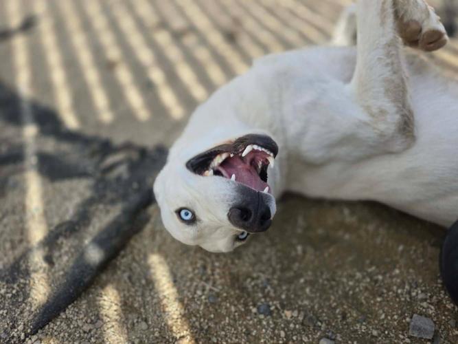 Adoptable Dog 3.JPG