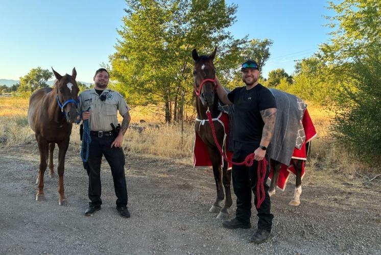 Horse rescued, standing