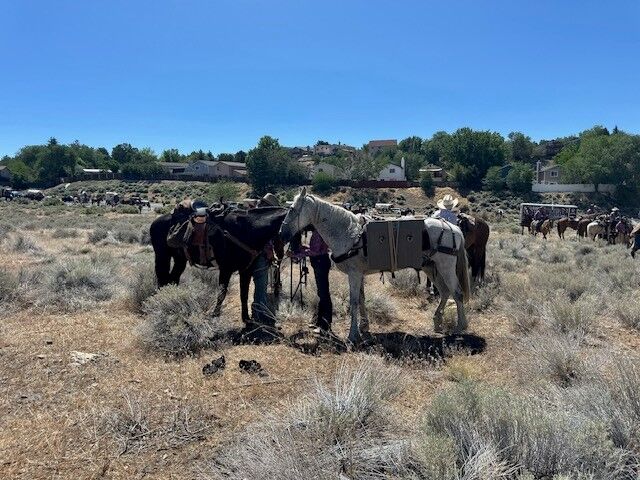 Reno Rodeo 2025 Cattle Drive - final trek to rodeo grounds 21