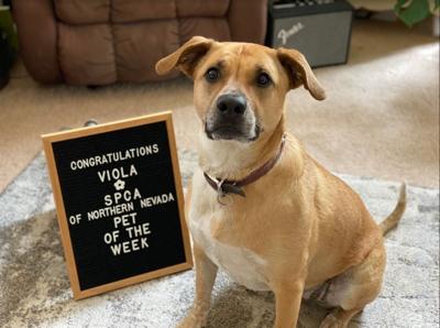 Pet of the Week: Viola