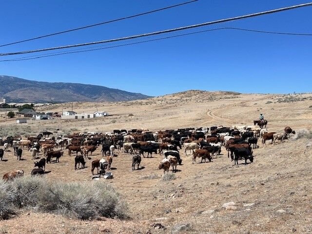 Reno Rodeo 2025 Cattle Drive - final trek to rodeo grounds 24