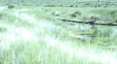 Fighting West Nile: Mosquito Spraying Begins in Reno