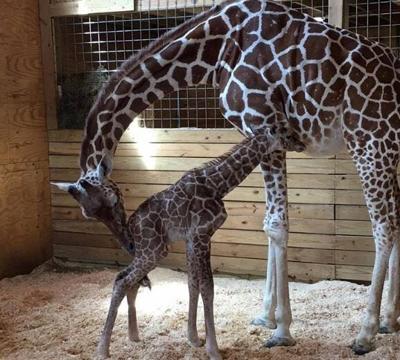 April The Giraffe Finally Gives Birth