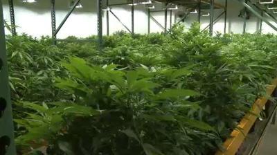 Judge Rules to Keep Temporary Ban on Recreational Pot Distribution