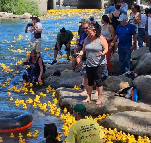 Rubber duck race